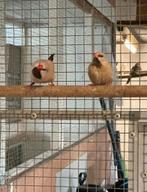 Spitstaart amerdine koppel 2024/2025, Dieren en Toebehoren, Vogels | Overige Vogels, Meerdere dieren, Tropenvogel