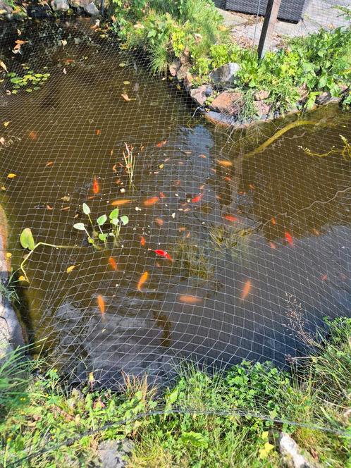 Te koop heel veel jonge goudvissen en windes, Dieren en Toebehoren, Vissen | Vijvervissen, Goudvis(sen)