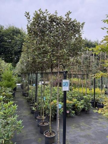 leiboom elaeagnus ebbengei 320 cm hoog stam dikte 8-10 cm beschikbaar voor biedingen