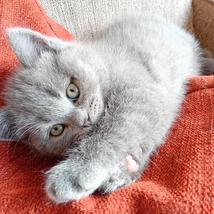 100% britse korthaar, Dieren en Toebehoren, Katten en Kittens | Raskatten | Korthaar, Meerdere dieren, 0 tot 2 jaar, Ontwormd