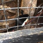 Eekhoorn, Dieren en Toebehoren, Knaagdieren, Juni, Mannelijk, Overige typen