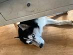 Lieve husky, Dieren en Toebehoren, Reu, Poolhond, Parvo, Eén hond