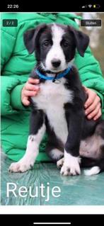 Bordercollie puppy’s, Particulier, Rabiës (hondsdolheid), Meerdere, 8 tot 15 weken