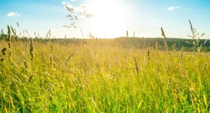 GZ: plek voor 2 pony’s, in eigen beheer, Dieren en Toebehoren, Stalling en Weidegang, Weidegang, 2 of 3 paarden of pony's