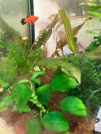 Groep baby Platy vissen oranje zwart, Dieren en Toebehoren, Vis