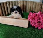Boomer pups maltezer shih tzu lhasa apso teckel puppy hond, Nederland, Overige rassen, CDV (hondenziekte), 8 tot 15 weken