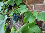Blauwe tafeldruif, lekkere druiven!, Tuin en Terras, Planten | Fruitbomen, Volle zon, Ophalen of Verzenden, Overige soorten