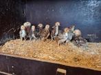 wyandotte porselein kuikens, Dieren en Toebehoren, Pluimvee, Geslacht onbekend, Kip