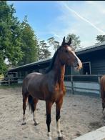 5 jarige ruin v. Mansion, 175 cm of meer, Ruin, Dressuurpaard, 3 tot 6 jaar