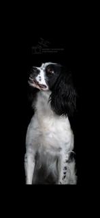 Engelse springer spaniel pups, Dieren en Toebehoren, Honden | Retrievers, Spaniëls en Waterhonden, 8 tot 15 weken, Meerdere, Meerdere dieren