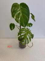 Kamerplant Monstera Variegata, Overige soorten, In pot, Minder dan 100 cm, Groene kamerplant
