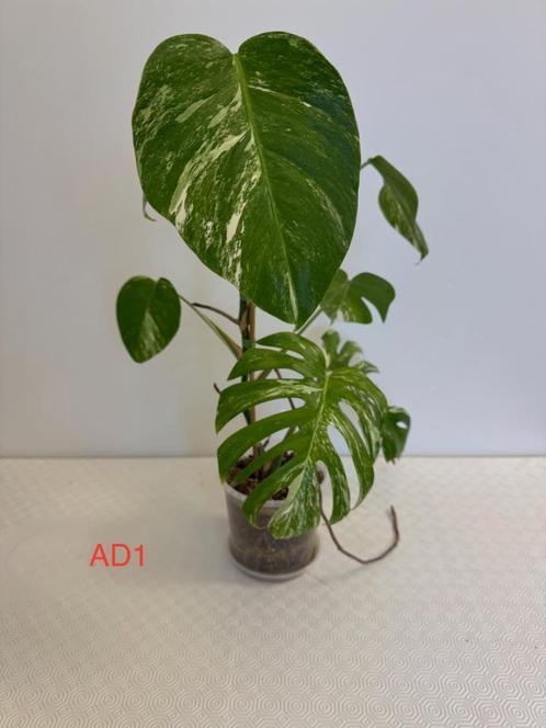 Kamerplant Monstera Variegata, Huis en Inrichting, Kamerplanten, Overige soorten, Minder dan 100 cm, Groene kamerplant, Halfschaduw