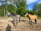 Lusitano merrie en PRE cruzado merrie te koop, Dieren en Toebehoren, Paarden, Merrie, 160 tot 165 cm, Recreatiepaard