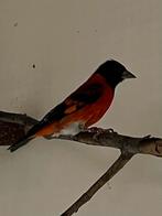 Kapoetsensijs, Dieren en Toebehoren, Meerdere dieren, Tropenvogel, Geringd