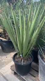 Yucca Faxoniana, Volle zon, Vaste plant, Zomer, Ophalen