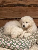 Slovensky Cuvac pups - een gouden hart in een witte vacht, Dieren en Toebehoren, België, 8 tot 15 weken, Meerdere, Meerdere dieren