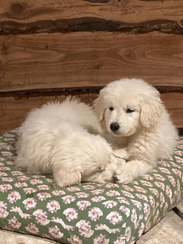 Slovensky Cuvac pups - een gouden hart in een witte vacht, Dieren en Toebehoren, Honden | Herdershonden en Veedrijvers, Meerdere dieren