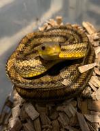 Gele rattenslang obsoleta quadrivittata  jaarling, Dieren en Toebehoren, Reptielen en Amfibieën, Slang, 0 tot 2 jaar