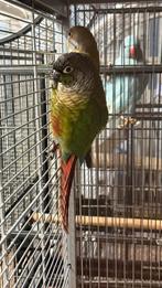 Pyrrhura kweek koppel, Meerdere dieren, Parkiet, Geringd