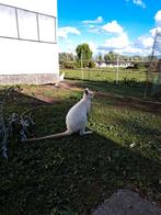 Te koop aangeboden jonge wallaby man wit, Dieren en Toebehoren, Mannelijk, Overige soorten