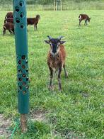 Jonge soayrammen te reserveren, Dieren en Toebehoren, Meerdere dieren, Schaap