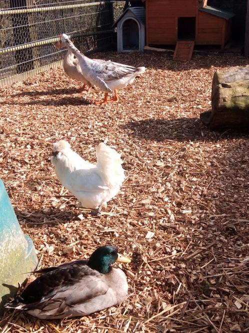 Wij hebben in onze opvang weer plek vr enkel kippen loopeend, Dieren en Toebehoren, Pluimvee, Overige soorten, Meerdere dieren