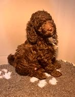 F4 multigen labradoodle pup choco bruin, Dieren en Toebehoren, Honden | Chihuahua's en Gezelschapshonden, Eén hond, Nederland