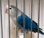Prachtige xxl agapornis fisheri violet pop brr, Dieren en Toebehoren, Vrouwelijk, Dwergpapegaai of Agapornis, Geringd