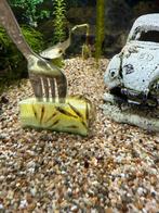 Shrimps mixed, Dieren en Toebehoren, Vis