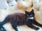 Mooie brownie met wit kleurige kat, Dieren en Toebehoren, Kater