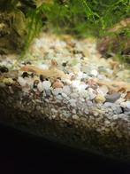 jonge albino algeneters, Dieren en Toebehoren, Vis