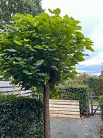 Bolcatalpa boom te koop, Tuin en Terras, Planten | Bomen, Ophalen, Volle zon, Overige soorten, 100 tot 250 cm