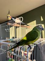 Weddels Aratinga en valkparkiet, Dieren en Toebehoren, Vogels | Parkieten en Papegaaien, Mannelijk, Parkiet, Geringd