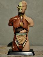 Anatomisch model / torso, Ophalen of Verzenden