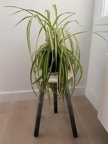Prachtige graslelie zoekt nieuw huis! beschikbaar voor biedingen