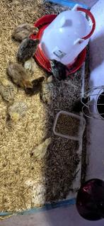 Kwartels kuikens, Dieren en Toebehoren, Meerdere dieren, Overige soorten