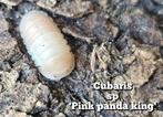 Cubaris sp 'Pink panda king', Overige soorten