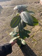 Viburnum davidii: Groenblijvende sierheester, Vaste plant, Halfschaduw, Lente, Ophalen