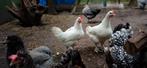 Jonge haan marans wit, Dieren en Toebehoren, Mannelijk, Kip