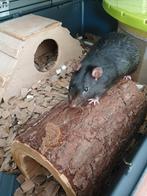 Muffin en Boefje zoeken een baasje met veel tijd, Dieren en Toebehoren, Rat, Mannelijk, Januari, Tam