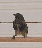 Bastaard zwarte sijs man, Dieren en Toebehoren, Vogels | Overige Vogels, Mannelijk, Wildzangvogel