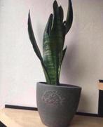Grote terracotta pot grijs Boutique de fleurs 20,3cm, Rond, Binnen, Ophalen of Verzenden, Zo goed als nieuw