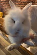 wit grijs konijn te koop!, Mannelijk, 0 tot 2 jaar, Middelgroot