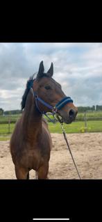 Gezocht: stalling, Dieren en Toebehoren, Stalling en Weidegang, Stalling