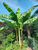 Musa Basjoo bananenplant stekken - winterharde banaan, Volle zon, Vaste plant, Ophalen of Verzenden, Bloeit niet