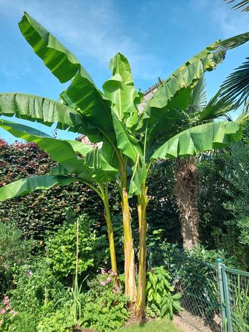 Musa Basjoo bananenplant stekken - winterharde banaan beschikbaar voor biedingen