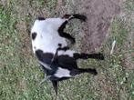 Mooi zeer tam geitenbokje, Dieren en Toebehoren, Mannelijk, Geit
