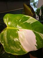 philodendron White princess pink splash, Overige soorten, In pot, Minder dan 100 cm, Groene kamerplant
