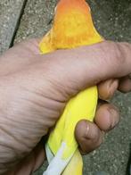 Prachtige piep jonge agapornis fisheri opaline geel dec, Dieren en Toebehoren, Vogels | Parkieten en Papegaaien, Meerdere dieren