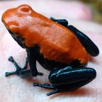 Gifkikkers uit eigen kwekerij, 400 terraria vol gifkikkers, Dieren en Toebehoren, Reptielen en Amfibieën, Amfibie, 0 tot 2 jaar